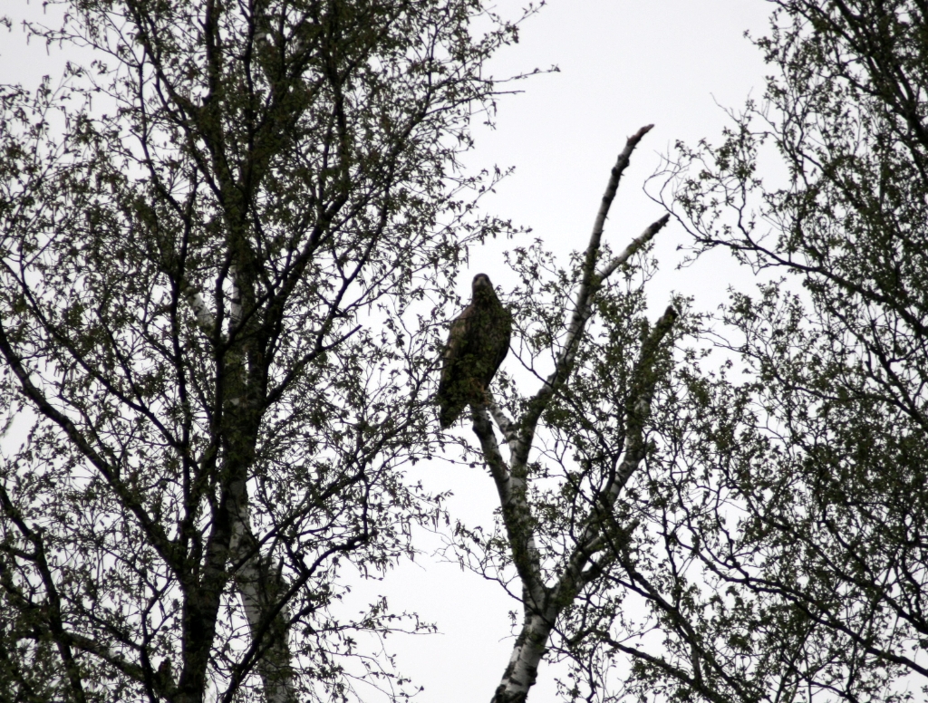 VWG vogelreis Oost Duitsland mei 2010 377
